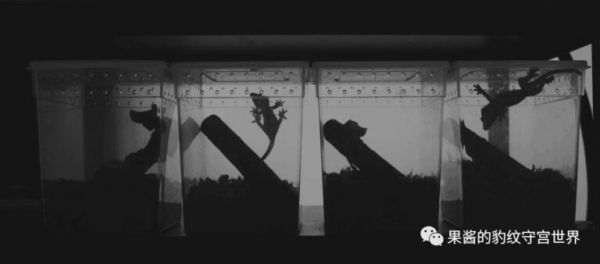睫角守宫和豹纹守宫哪个好养(睫角守宫和豹纹守宫的区别)