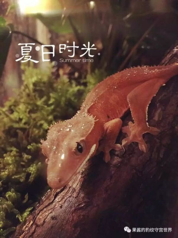 睫角守宫和豹纹守宫哪个好养(睫角守宫和豹纹守宫的区别)