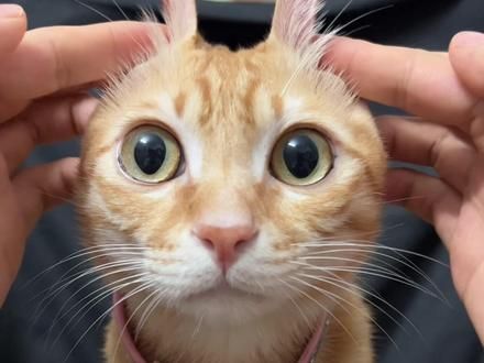 菠萝头可是尊贵的皇家玉兔 #橘猫 #皇家玉兔