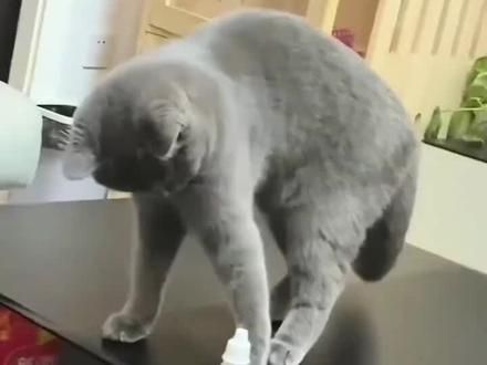 #这操作也是没谁了 ##成精了成精了 识时务者为俊杰