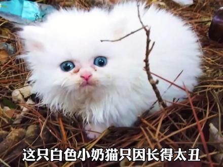 小奶猫独自在山上流浪，濒死之际遇见心软的神。愿所有小动物都被温柔以待！#暖心 #猫咪 #关爱动物