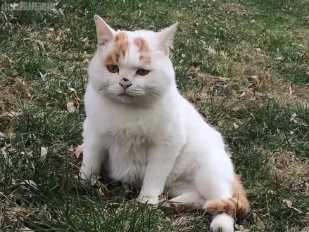 委屈小猫咪：喵姐爽文？委屈只不过是它嫁入豪门的手段罢了 #猫咪 #流浪猫 #萌宠 #动物的迷惑行为 #狸花猫