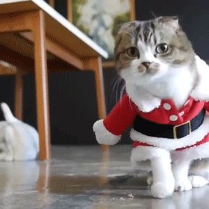 猫咪走秀，很专业很到位，笑翻了