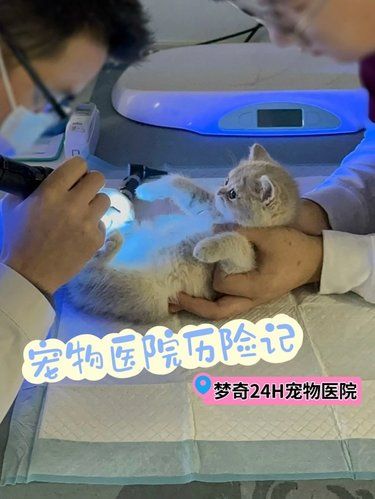毛孩子回家前一定要做的事