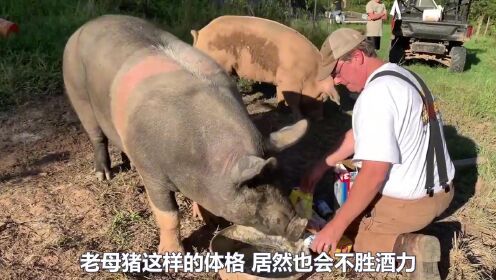 女主人给金毛喝酒，喝完酒就开始耍酒疯，演技爆表！