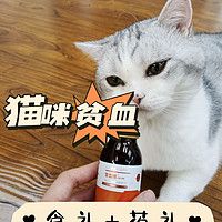 自制营养餐+科学药补！我家亲测有效的猫咪补血秘籍