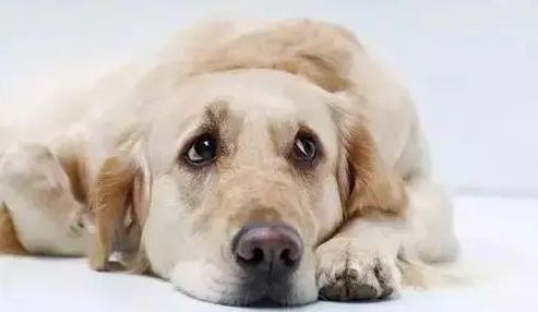 狗狗分离焦虑症怎么解决