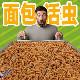 八哥鸟饲料朝歌鸟食八哥粮鹩哥鸟食海八黑八哥营养料鸟粮