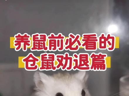 仓鼠劝退篇|养仓鼠前你需要了解的那些事 宠物不是玩具。是个鲜活的生命，我们要好好爱它！求大数据推给那些想养仓鼠的小伙伴！#仓鼠金丝熊#金丝熊仓鼠#仓鼠科普#金丝熊科普#抖in萌宠计划 