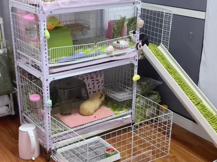 货架猪笼忍不住改造了 #荷兰猪 #养鼠日常分享 #抖in萌宠计划@是汪小小呀