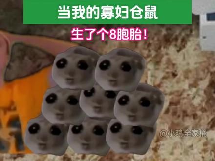 仓鼠为什么吃孩子？又为什么带着孩子跑轮啊？ #万万没想到 #仓鼠 #内容启发搜索 #轻漫计划