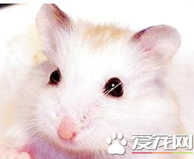 布丁仓鼠反黑 布丁仓鼠反黑的解决方法