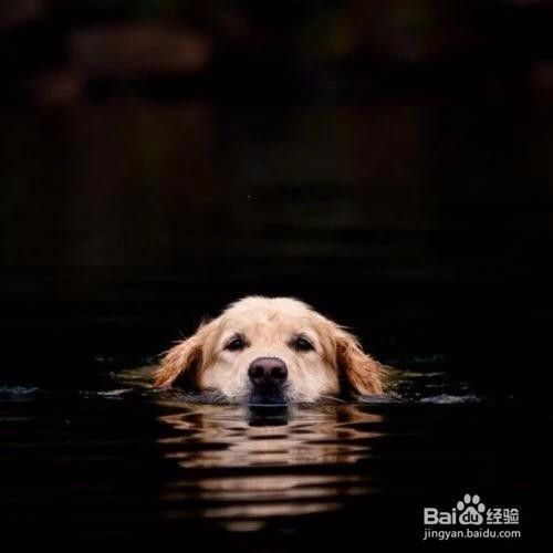 宠物狗走丢了怎么办