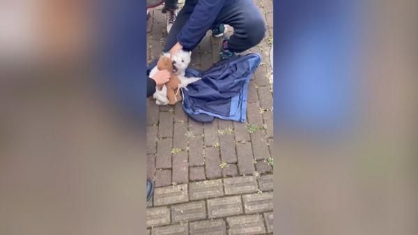 爱犬寄养被弄丢，抓捕时还受了伤！索赔被拒，律师提醒：这样的合同......