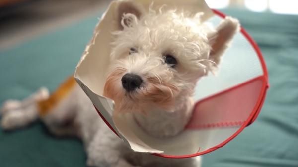 爱犬寄养被弄丢，抓捕时还受了伤！索赔被拒，律师提醒：这样的合同......