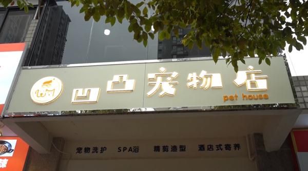 爱犬寄养被弄丢，抓捕时还受了伤！索赔被拒，律师提醒：这样的合同......