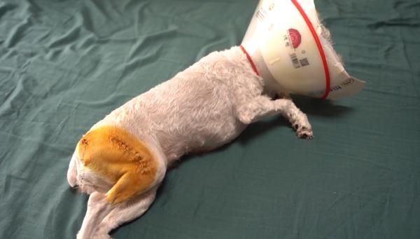 爱犬寄养被弄丢，抓捕时还受了伤！索赔被拒，律师提醒：这样的合同......