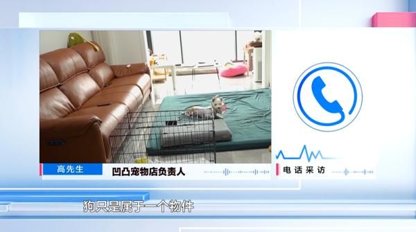 爱犬寄养被弄丢，抓捕时还受了伤！索赔被拒，律师提醒：这样的合同......