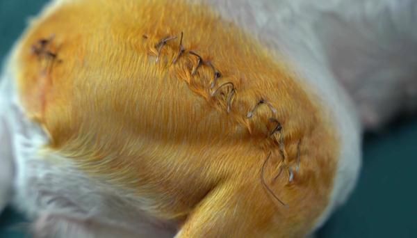 爱犬寄养被弄丢，抓捕时还受了伤！索赔被拒，律师提醒：这样的合同......