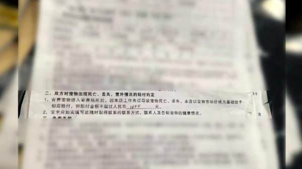 爱犬寄养被弄丢，抓捕时还受了伤！索赔被拒，律师提醒：这样的合同......