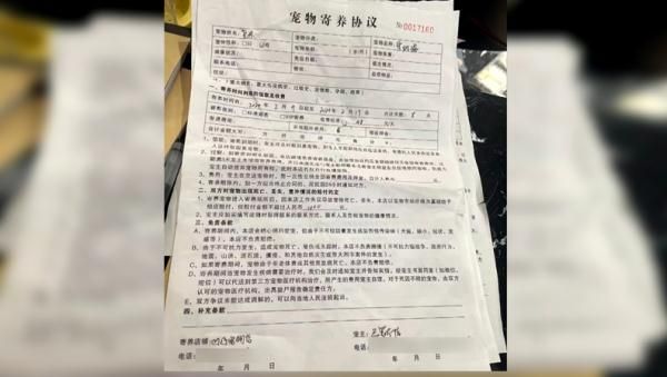 爱犬寄养被弄丢，抓捕时还受了伤！索赔被拒，律师提醒：这样的合同......