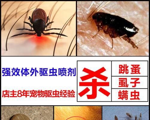 家里的宠物有跳蚤怎么办（宠物跳蚤问题解决方法大全）