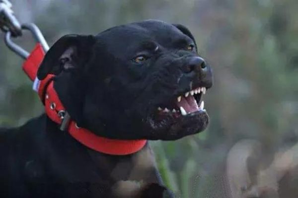 猛犬中的五类知名斗犬，被誉为犬中“悍匪”