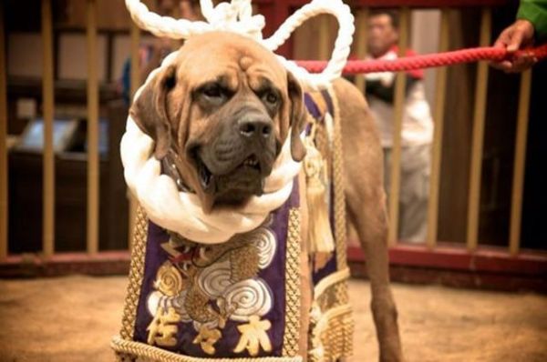 猛犬中的五类知名斗犬，被誉为犬中“悍匪”