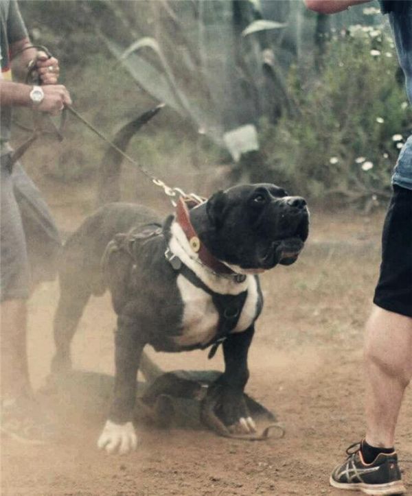 猛犬中的五类知名斗犬，被誉为犬中“悍匪”