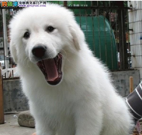 广州大白熊犬广州大白熊价格广州哪里有卖大白熊 
