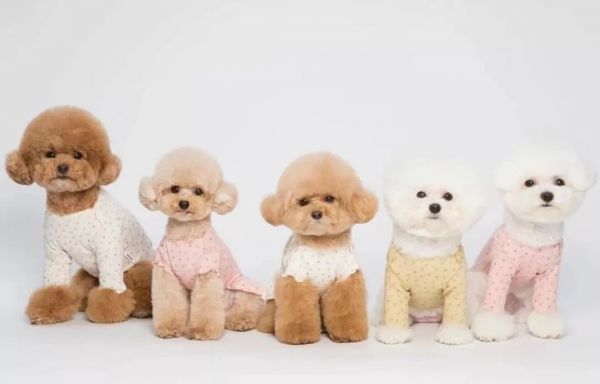 宠物展宠物用品展日本东京宠物展Interpets福贸张鹏W (1).jpg