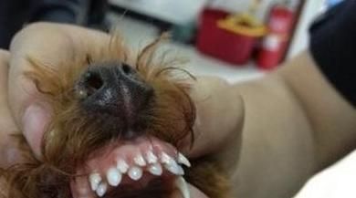 宠物牙齿清洁指南（如何清洁狗狗的牙齿？——宠物主人必看）