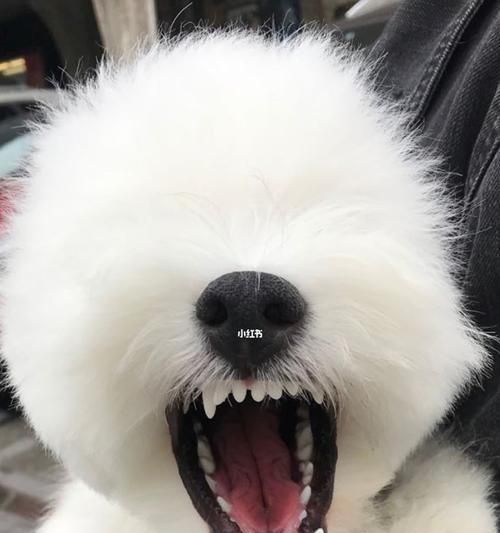宠物牙齿清洁指南（如何清洁狗狗的牙齿？——宠物主人必看）