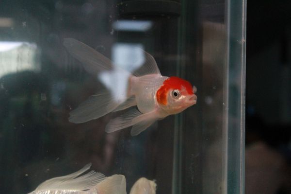 南充水族批发市场有哪些鱼类呢（绵阳历史人口来源） 慈雕鱼 第1张