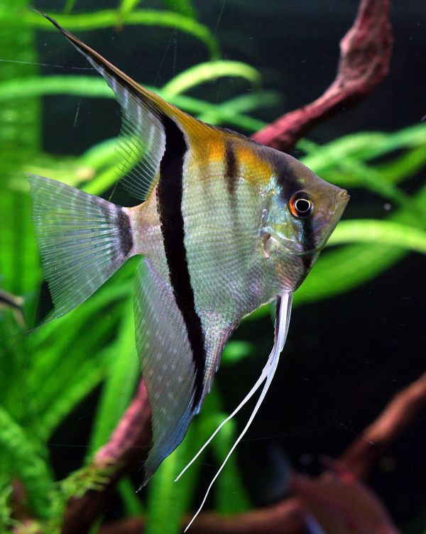 南充水族批发市场有哪些鱼类呢（绵阳历史人口来源） 慈雕鱼 第2张