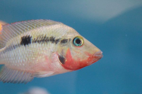 南充水族批发市场有哪些鱼类呢（绵阳历史人口来源） 慈雕鱼 第3张
