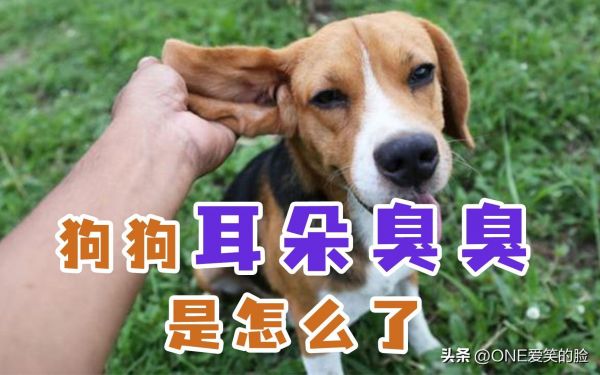 狗狗口臭治疗（有效去除狗狗牙齿口气和耳朵异味）