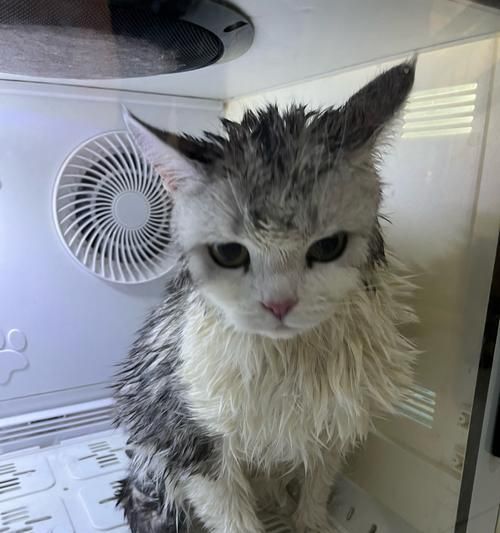 猫咪不听怎么办（以宠物为主）