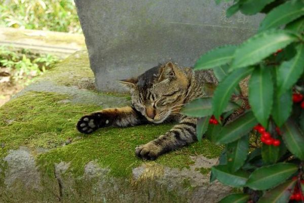 如何训练猫咪服从指令？掌握这一技巧是关键