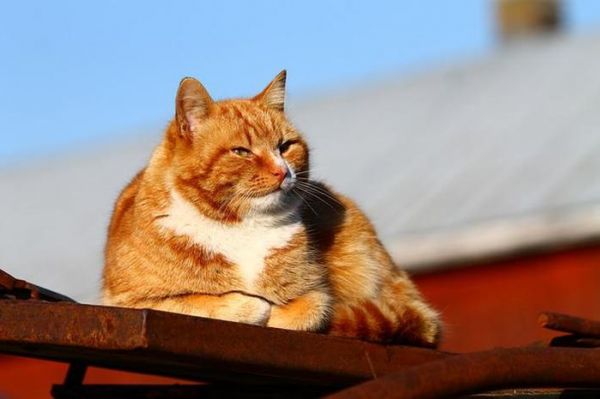 如何训练猫咪服从指令？掌握这一技巧是关键