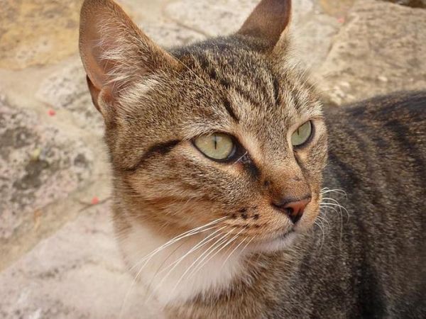 如何训练猫咪服从指令？掌握这一技巧是关键