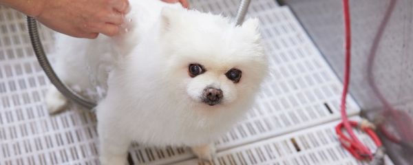怎么样让狗狗服从指令