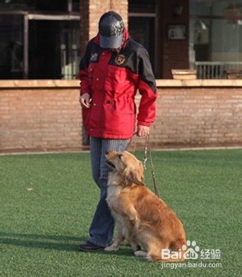 如何训练狗狗服从主人的命令