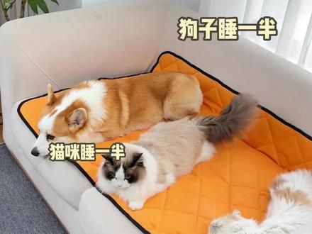 又便宜又好用的宠物垫子，哪里都可以铺，防潮防水的，脏了一擦就干净，重点还不粘毛#宠物垫子 #萌宠好物 #狗窝