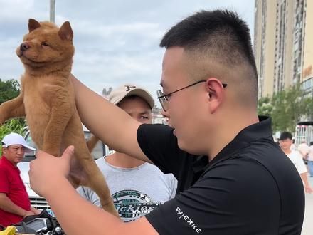 整个广西成交量最高的狗市场。广西玉林狗市 去看看是怎么个事#五黑犬 #中华田园犬 #五红犬
