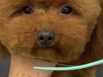 #狗造型教程 #泰迪剪毛教程 #萌宠好物 #新手养宠