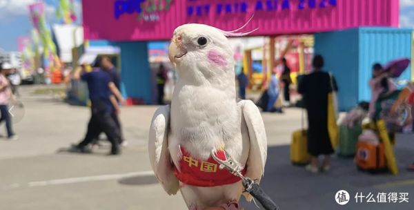 你们看到这只超超超级可爱的鹦鹉了吗