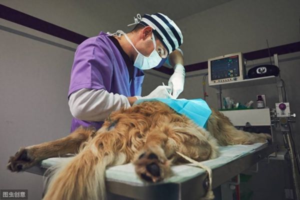 狗狗得癌症,主人不要惊慌,看完这些及早治疗是更容易治愈