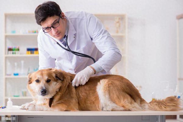 狗狗得癌症,主人不要惊慌,看完这些及早治疗是更容易治愈