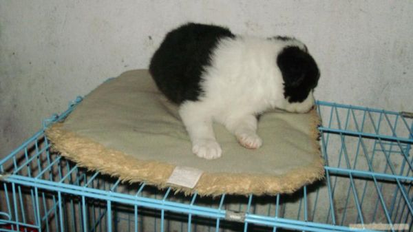 上海边境牧羊犬养殖基地-上海宠物犬养殖基地